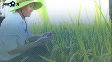 زراعة الأرز العضوي في 2025.. خطوة نحو مستقبل الزراعة النظيفة والمستدامة